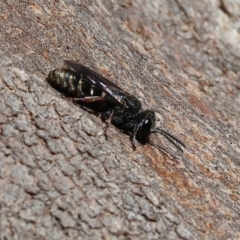 Crabronidae (family) (Sand wasp) at Albury, NSW - 5 Mar 2023 by KylieWaldon