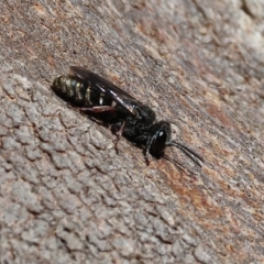 Crabronidae (family) (Sand wasp) at Nail Can Hill - 4 Mar 2023 by KylieWaldon