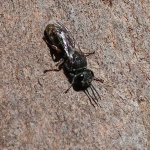 Crabronidae (family) at Albury, NSW - 5 Mar 2023 10:41 AM