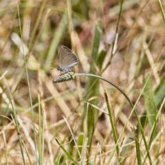 Zizina otis (Common Grass-Blue) at Higgins Woodland - 10 Dec 2022 by Trevor