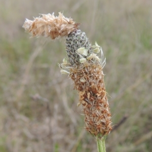 Plantago lanceolata at Boorowa, NSW - 23 Oct 2022