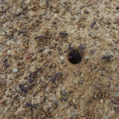 Iridomyrmex purpureus (Meat Ant) at Tarengo Reserve (Boorowa) - 23 Oct 2022 by michaelb