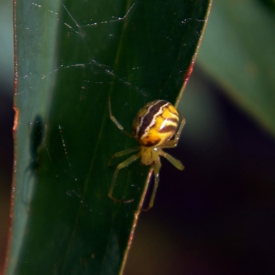 Deliochus sp. (genus) (A leaf curling spider) at Higgins, ACT - 6 Mar 2023 by Trevor