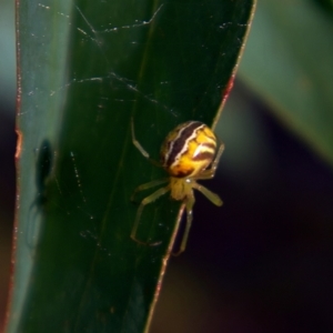 Deliochus sp. (genus) at Higgins, ACT - 7 Mar 2023