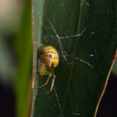 Deliochus sp. (genus) at Higgins, ACT - 7 Mar 2023