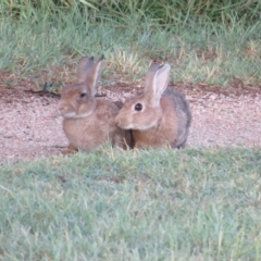 Oryctolagus cuniculus (European Rabbit) at Jerrabomberra Wetlands - 5 Mar 2023 by Christine