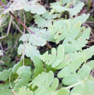 Histiopteris incisa (Bat's-Wing Fern) at Lower Boro, NSW - 7 Mar 2023 by mcleana