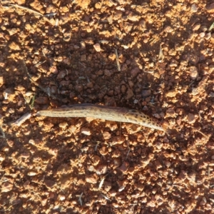 Limax maximus at Fyshwick, ACT - 6 Mar 2023