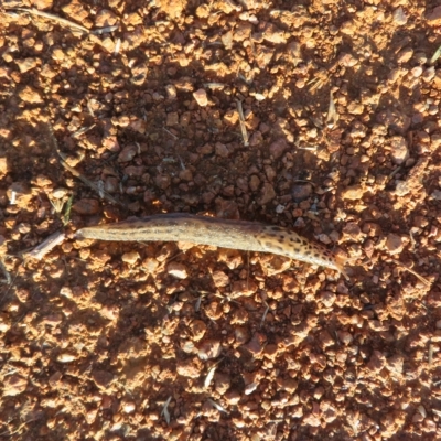 Limax maximus (Leopard Slug, Great Grey Slug) at Fyshwick, ACT - 6 Mar 2023 by Christine