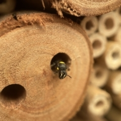 Hylaeus (Hylaeorhiza) nubilosus (A yellow-spotted masked bee) at Yarralumla, ACT - 3 Mar 2023 by PeterA