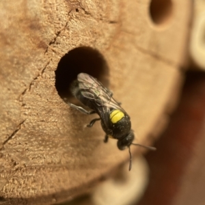 Hylaeus (Hylaeorhiza) nubilosus at Yarralumla, ACT - 3 Mar 2023