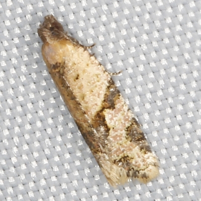 Merophyas therina (a Tortrix Moth) at O'Connor, ACT - 28 Feb 2023 by ibaird