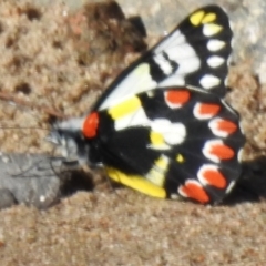 Delias aganippe (Spotted Jezebel) at Paddys River, ACT - 7 Mar 2023 by JohnBundock