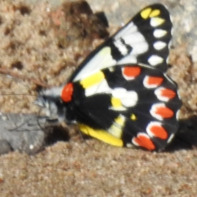 Delias aganippe (Spotted Jezebel) at Cotter Reserve - 6 Mar 2023 by JohnBundock