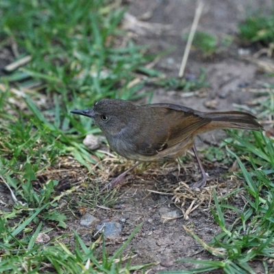 Sericornis frontalis (White-browed Scrubwren) at Wollondilly Local Government Area - 27 Dec 2022 by Freebird