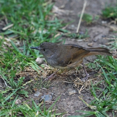 Sericornis frontalis (White-browed Scrubwren) at Tahmoor, NSW - 28 Dec 2022 by Freebird