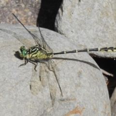 Austrogomphus ochraceus (Jade Hunter) at Cotter Reserve - 6 Mar 2023 by JohnBundock