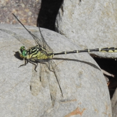 Austrogomphus ochraceus (Jade Hunter) at Paddys River, ACT - 7 Mar 2023 by JohnBundock