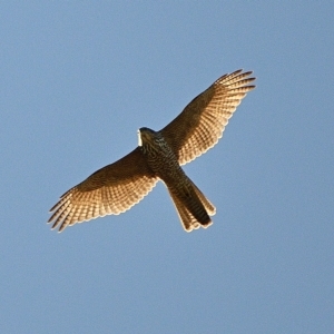 Accipiter fasciatus (Brown Goshawk) at Tahmoor, NSW by Freebird