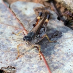 Unidentified Grasshopper, Cricket or Katydid (Orthoptera) at Nail Can Hill - 4 Mar 2023 by KylieWaldon