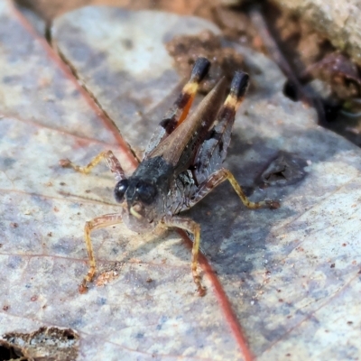 Unidentified Grasshopper, Cricket or Katydid (Orthoptera) at Nail Can Hill - 4 Mar 2023 by KylieWaldon