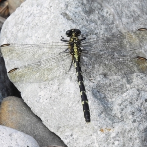 Hemigomphus gouldii at Paddys River, ACT - 7 Mar 2023