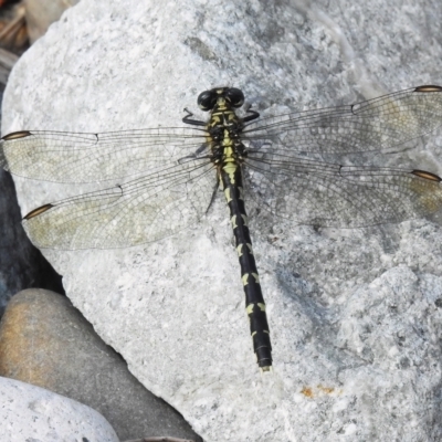 Hemigomphus gouldii (Southern Vicetail) at Cotter Reserve - 6 Mar 2023 by JohnBundock