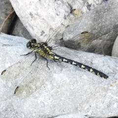 Hemigomphus gouldii at Paddys River, ACT - 7 Mar 2023