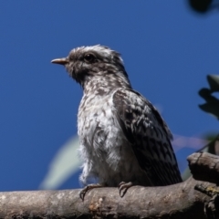 Cacomantis pallidus (Pallid Cuckoo) at Fyshwick, ACT - 7 Mar 2023 by rawshorty