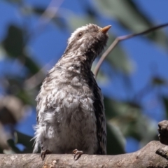 Cacomantis pallidus at Fyshwick, ACT - 7 Mar 2023