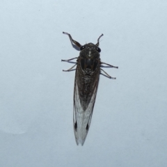 Galanga labeculata (Double-spotted cicada) at McKellar, ACT - 8 Jan 2023 by Amata