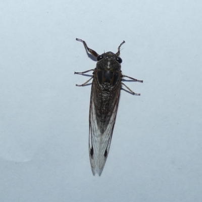 Galanga labeculata (Double-spotted cicada) at McKellar, ACT - 8 Jan 2023 by Birdy