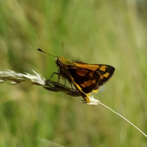 Ocybadistes walkeri at Kambah, ACT - 7 Mar 2023