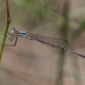 Austrolestes analis at Paddys River, ACT - 3 Mar 2023