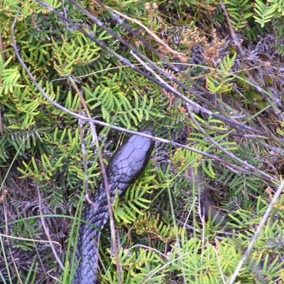 Notechis scutatus (Tiger Snake) at Cradle Mountain National Park - 29 Jan 2011 by MatthewFrawley