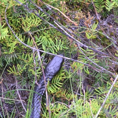 Notechis scutatus (Tiger Snake) at Lake Saint Clair, TAS - 30 Jan 2011 by MatthewFrawley