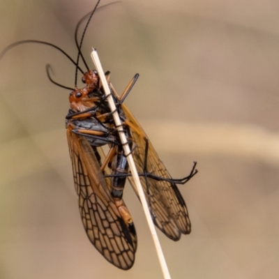 Chorista australis (Autumn scorpion fly) at Gibraltar Pines - 2 Mar 2023 by SWishart