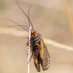 Chorista australis at Paddys River, ACT - 3 Mar 2023