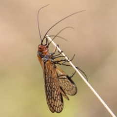 Chorista australis at Paddys River, ACT - 3 Mar 2023