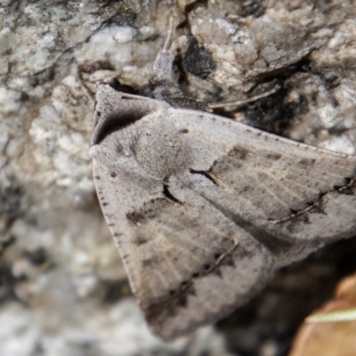 Pantydia sparsa (Noctuid Moth) at Tidbinbilla Nature Reserve - 3 Mar 2023 by SWishart