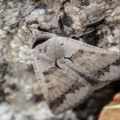 Pantydia sparsa (Noctuid Moth) at Paddys River, ACT - 3 Mar 2023 by SWishart