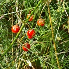 Asparagus officinalis (Asparagus) at O'Malley, ACT - 7 Mar 2023 by Mike