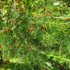 Asparagus officinalis at O'Malley, ACT - 7 Mar 2023