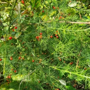 Asparagus officinalis at O'Malley, ACT - 7 Mar 2023