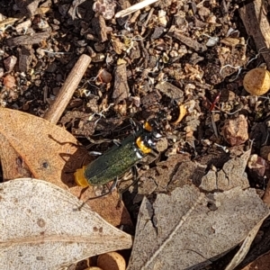 Chauliognathus lugubris at O'Malley, ACT - 7 Mar 2023 04:24 PM