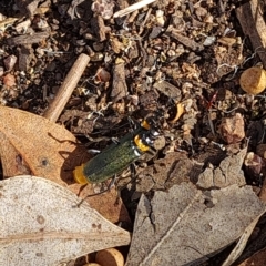 Chauliognathus lugubris (Plague Soldier Beetle) at Mount Mugga Mugga - 7 Mar 2023 by Mike