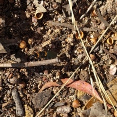 Chauliognathus lugubris at O'Malley, ACT - 7 Mar 2023 04:24 PM