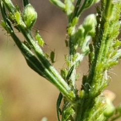 Aphididae (family) (Unidentified aphid) at Mount Mugga Mugga - 7 Mar 2023 by Mike