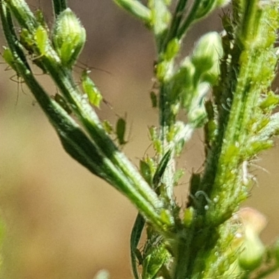 Aphididae (family) (Unidentified aphid) at Mount Mugga Mugga - 7 Mar 2023 by Mike