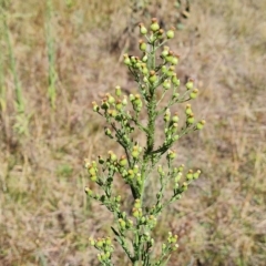 Erigeron sumatrensis (Tall Fleabane) at Mount Mugga Mugga - 7 Mar 2023 by Mike